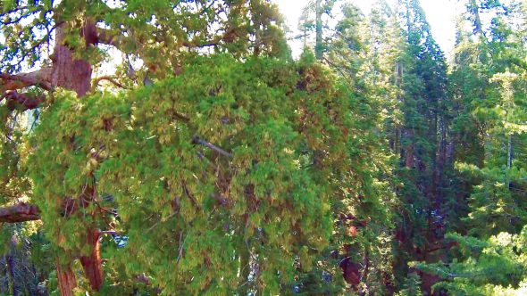 Sequoias Royalty Free Stock Drone Video Footage