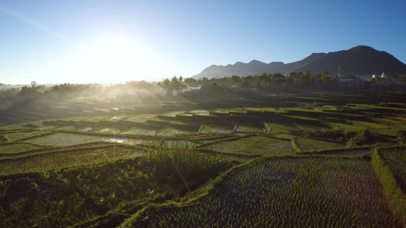 Rice Paddy Fields 1 Royalty Free Stock Drone Video Footage