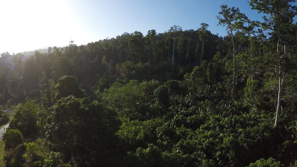 Sorong Jungle 1 Royalty Free Stock Drone Video Footage