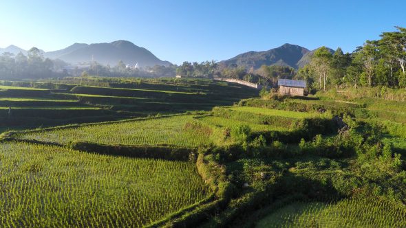 Rice Paddy Fields 2 Royalty Free Stock Drone Video Footage