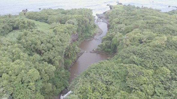 Maui Forest River Delta 2 Royalty Free Stock Drone Video Footage