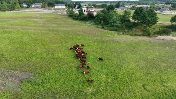 Cows Cattle Farm Royalty Free Stock Drone Video Footage