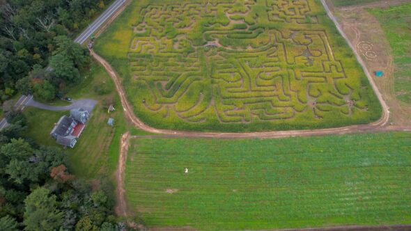 Corn Field Landscape Royalty Free Stock Drone Video Footage