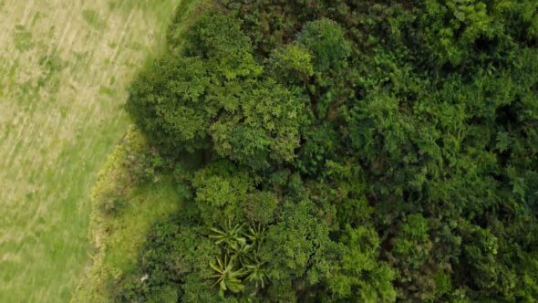 Forest Trees Aerial Royalty Free Stock Drone Video Footage