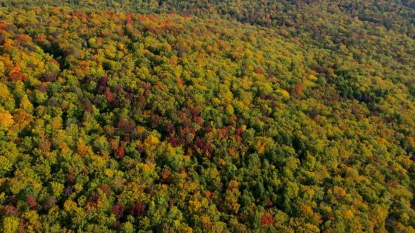 Fall Forest Autumn Royalty Free Stock Drone Video Footage